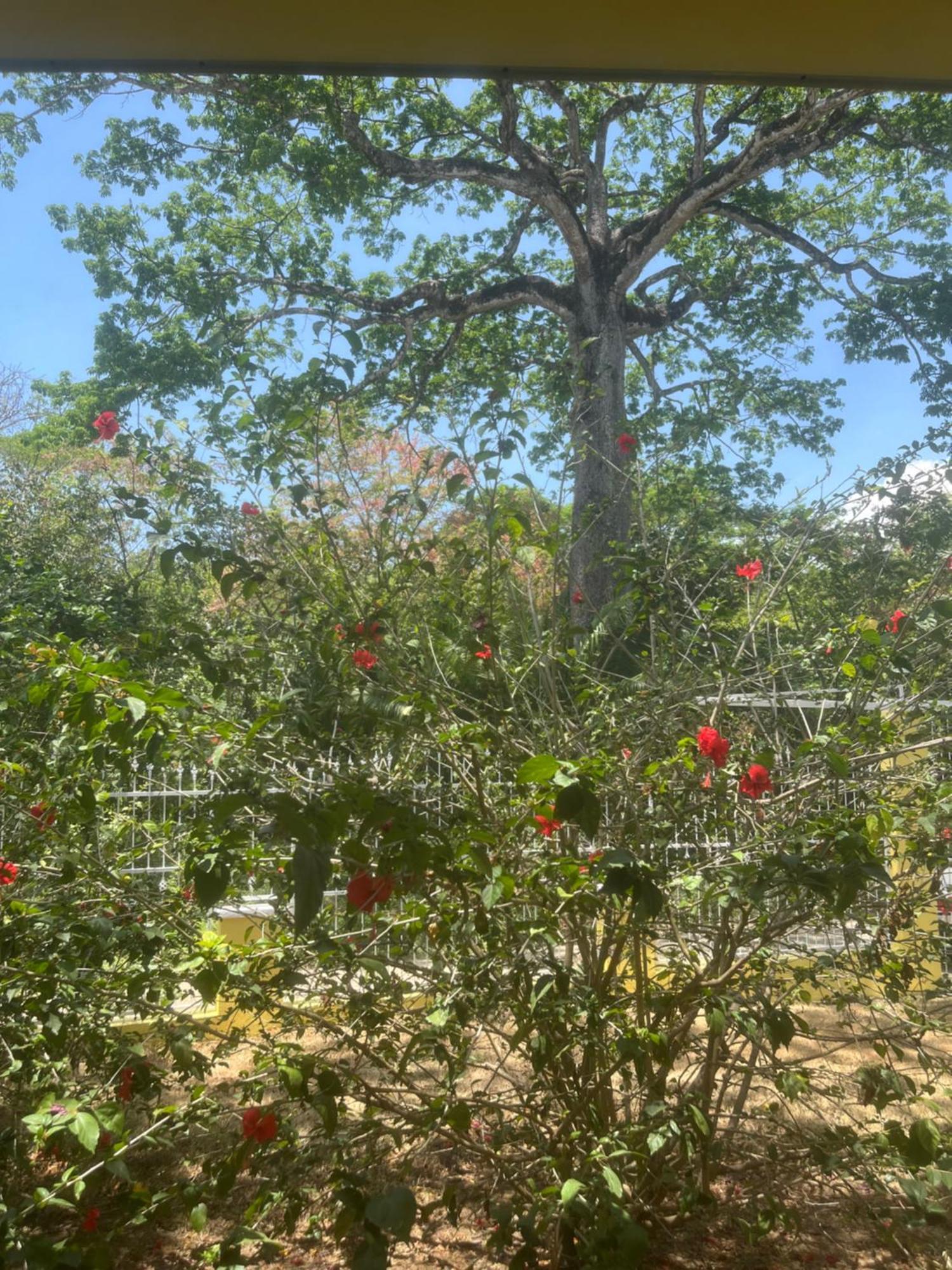 Peaceful And Beautiful Casa Almita Bonita Villa Samara Bagian luar foto